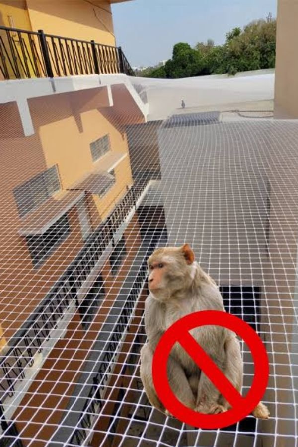 Monkey Safety Nets