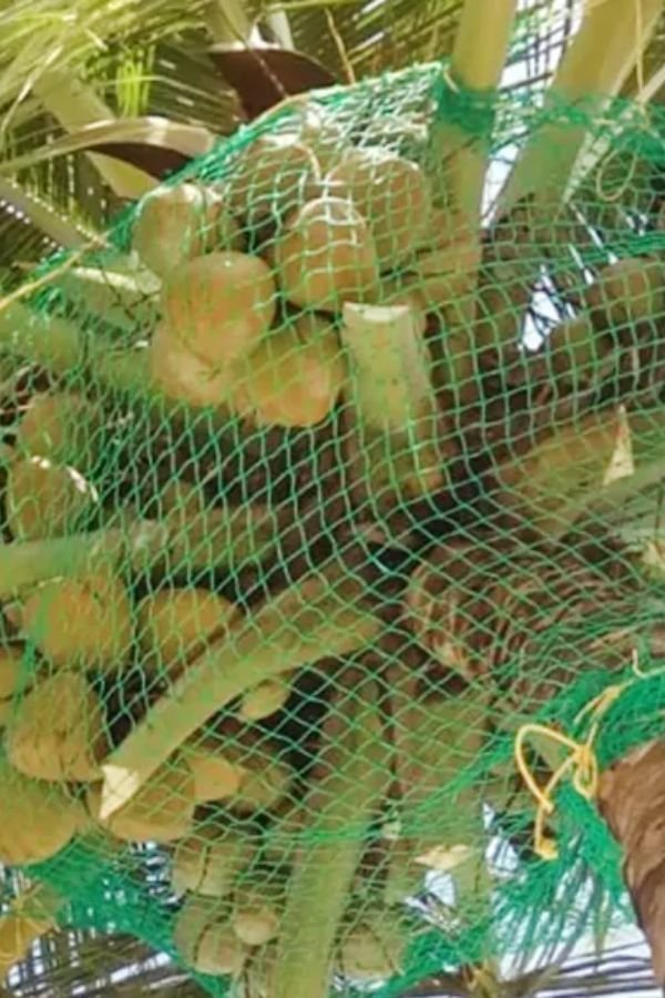 Coconut Tree Safety Nets