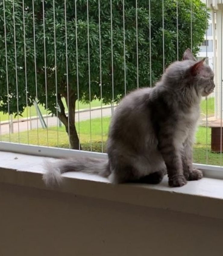 Invisible Grills for Pets Safety